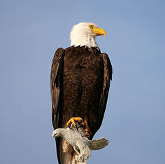 Eagle on Eagle (cropped)