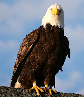 Eagle Details (cropped)