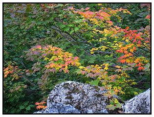 Fall Colors along Hannagen Pass Trail. 
10/1/2008