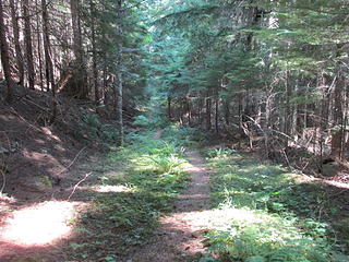 The easy part of the Welcome Pass trail, where the present access road used to continue as a logging road.