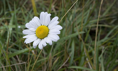 found a lone daisy hanging out on the side of the road. I thought they were all about gone.