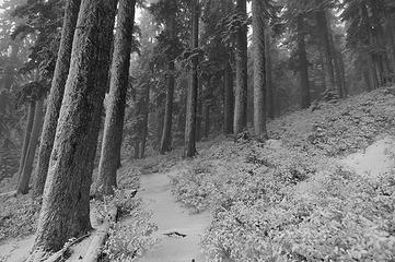 The grove of old growth at the edge of logging done on the way to Lake Margaret.  I converted to B&W because there was so very little natural color in this to begin with.