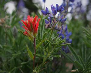 Paintbrush and Lupine