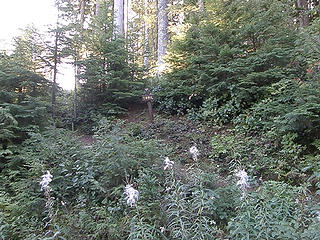 Start of lower Mt Ellinor trail.