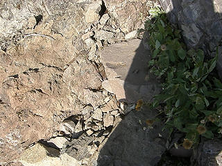 Man made Rock steps on upper Mt. Ellinor trail.