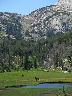 Elk at a small Tarn on Ice Lakes Trail