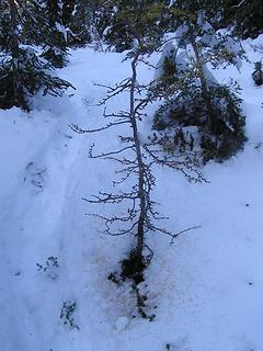 Charlie Brown's Larch Tree