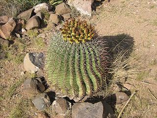 nice looking cactus