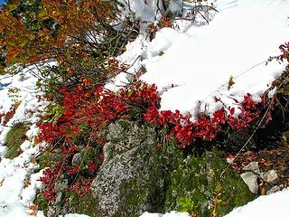 October foliage with snow in the sun....Just plain spectacular