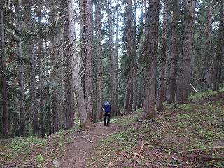 Steep forest trail beyond creek