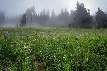 foggy flowers
