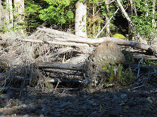 Trees knocked over by the 2013 debris flow