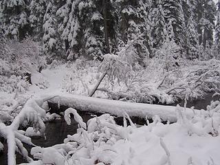 Crossing log has about a foot of new snow on it