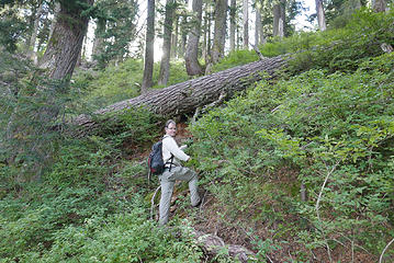 Nearly to the ridge at 4200'.  I was hoping the brush would ease off then, but it just got worse!