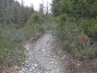 Very early Lake Ingalls trail/old logging road.