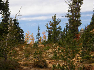 First view of larches about to arrive at Ingalls pass notch.