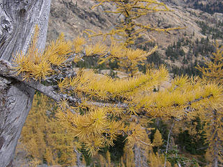 Larch from Ingalls pass.