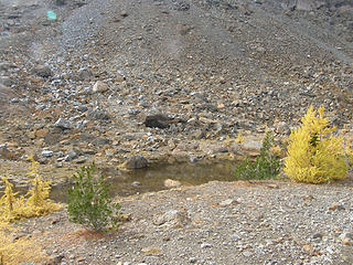 Larch views and puddle from lake ingalls trail.