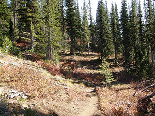 Fall colors along trail 1390.