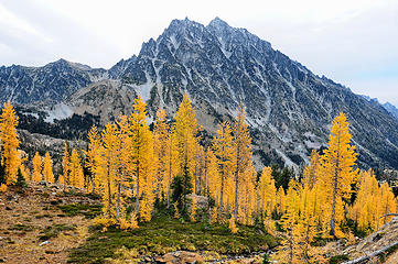 Mount Stuart and larches 
By Gil Aegerter