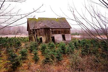 This old ranch was located near Shelton near the junction with Purdy Road and the highway that continued to Belfair and Bremerton (Washington).