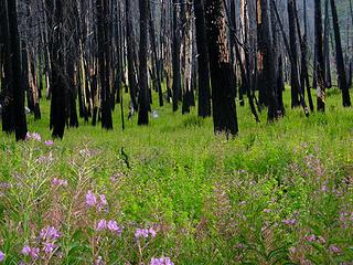 Fireweed & blackened forest