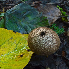 Puffball mushroom and fall leaves