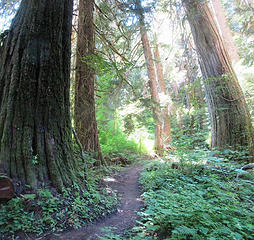big cedars along the Suiattle