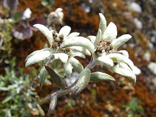 Edelweiss (Leontopodium jacotianum/alpinum)