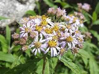 Fading Himalayan Aster (Aster albescens)