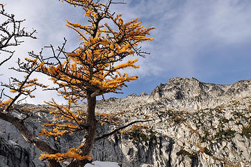 Larch and Enchantment Peak