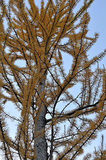 Up close with the larches