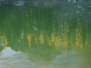 Larch reflections