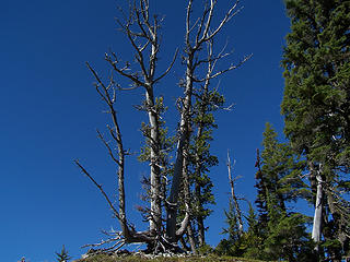 Old weathered tree from the trail