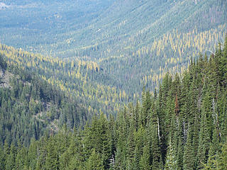 some larches...
