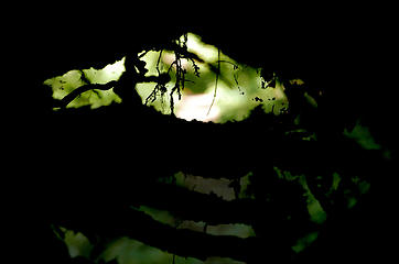 view through a tree