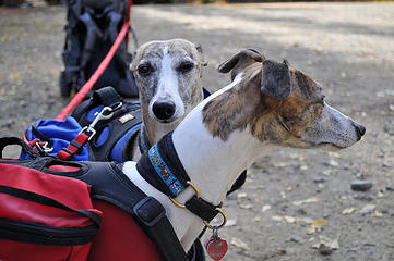 Backpacking whippets