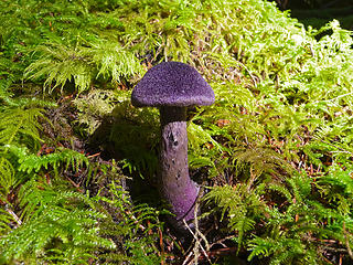 Cortinarius violaceus mushroom