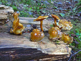 Orange mushrooms (Pholiota aurivella?) growing on a fallen log