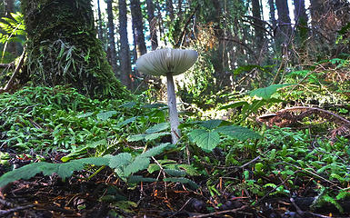 White mushroom (maybe Amanita or Lepiota?) rises to beat the winter snows