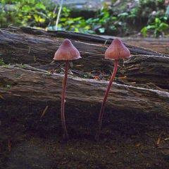 Mycena haematopus. It's called the "blood-foot mushroom" because, when you cut the stipe a red bloodlike latex oozes out.