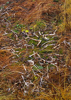 what looks like a field of bones....