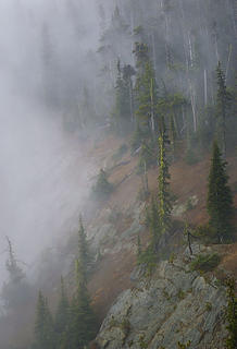Fog and trees on ridge