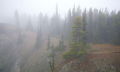 Vivid tree and foggy trees on ridge