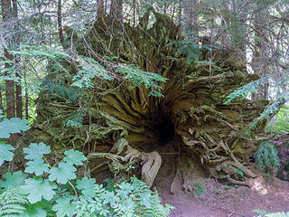 Hollow tree roots