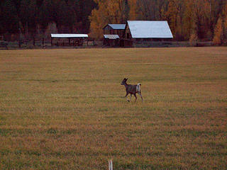 Deer running in a field