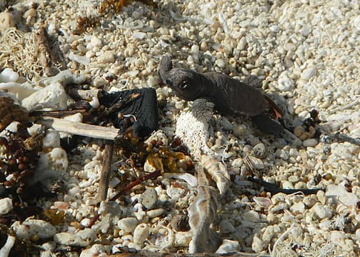 baby hawksbill turtle