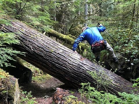 One of many logs over the trail