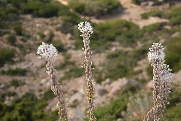 flowers along trail