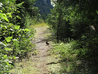 "Trail" that's actually a road (plus grouse)